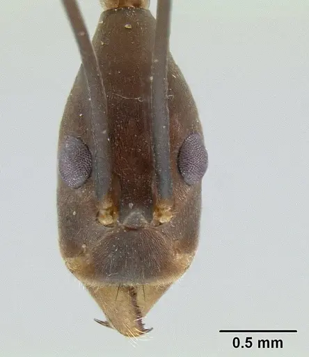 Leptomyrmex melanoticus - CASENT0012098