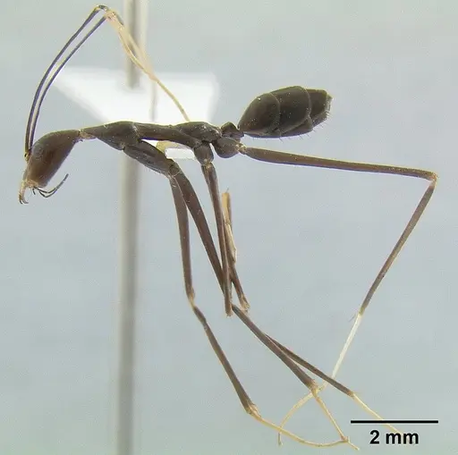 Leptomyrmex melanoticus - CASENT0012098