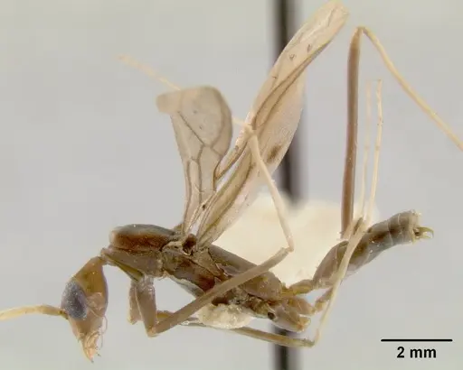 Leptomyrmex melanoticus - CASENT0012183