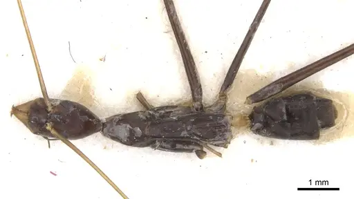 Leptomyrmex melanoticus - CASENT0902939