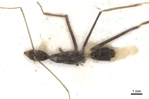 Leptomyrmex melanoticus - CASENT0902939