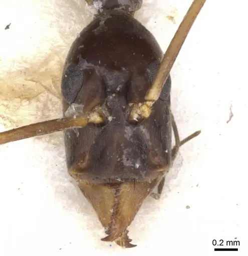 Leptomyrmex melanoticus - CASENT0902939