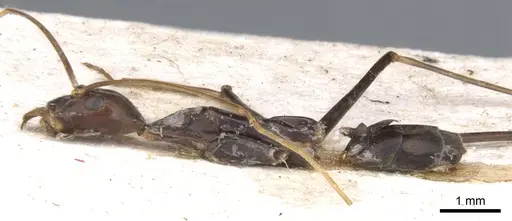 Leptomyrmex melanoticus - CASENT0902939