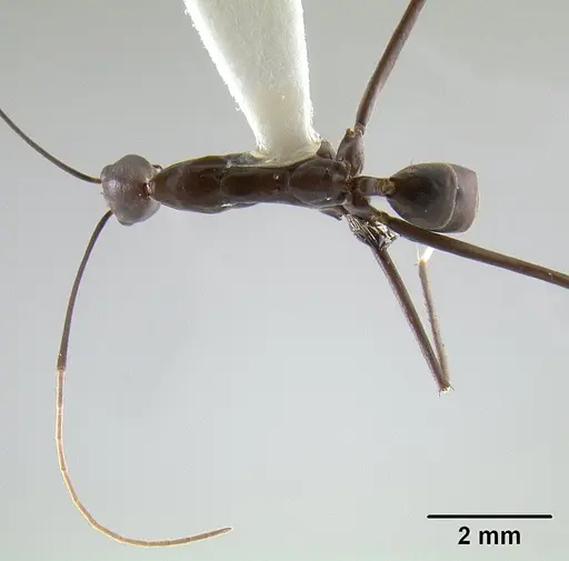 Leptomyrmex niger specimen