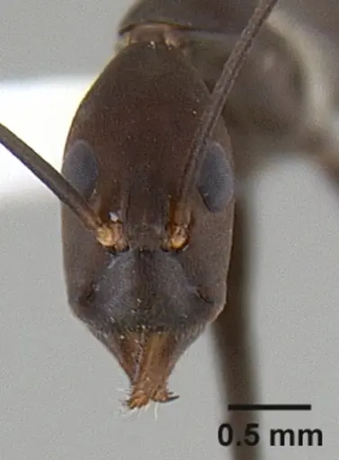 Leptomyrmex niger specimen