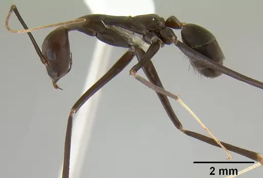Leptomyrmex niger - CASENT0012085