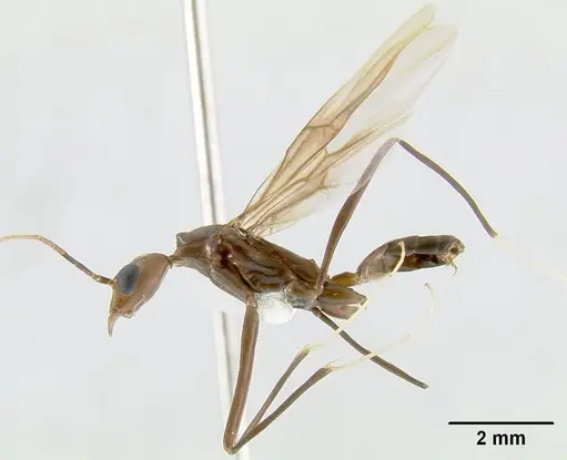 Leptomyrmex niger - CASENT0012086