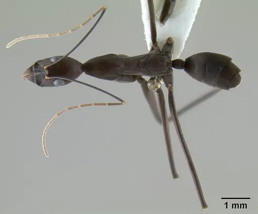 Leptomyrmex niger - CASENT0127002