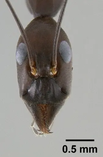 Leptomyrmex niger - CASENT0127002