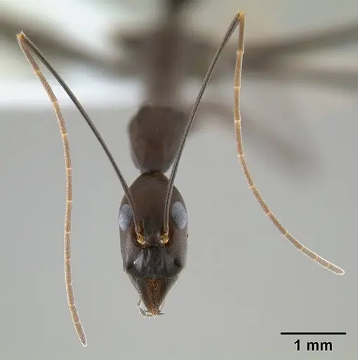 Leptomyrmex niger - CASENT0127002
