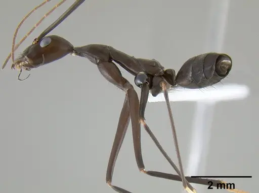 Leptomyrmex niger - CASENT0127002