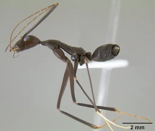 Leptomyrmex niger - CASENT0127002