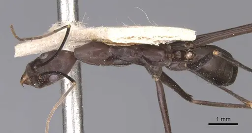 Leptomyrmex niger - CASENT0127396