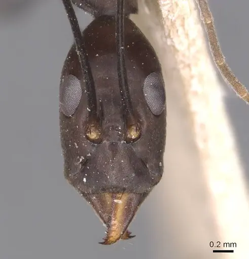 Leptomyrmex niger - CASENT0127396