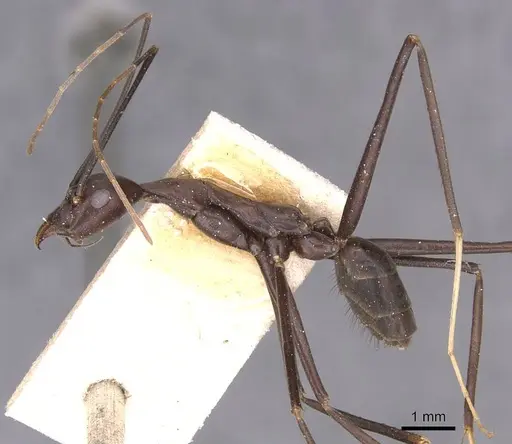 Leptomyrmex niger - CASENT0127396