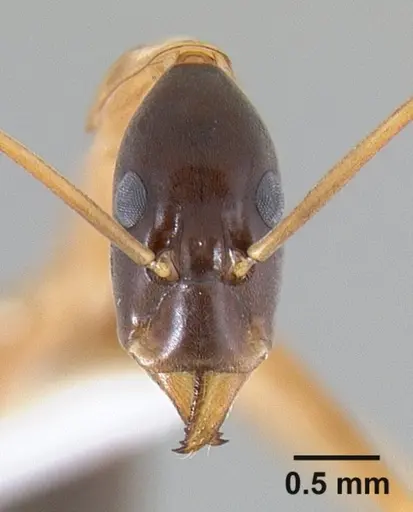 Leptomyrmex nigriceps specimen