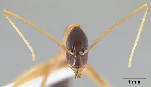 Leptomyrmex nigriceps specimen