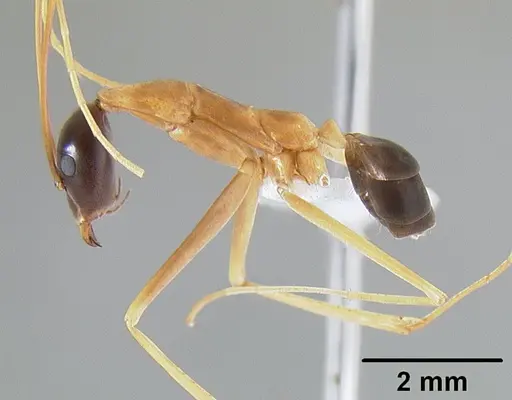 Leptomyrmex nigriceps - CASENT0127341