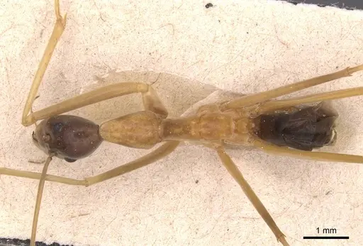 Leptomyrmex nigriceps - CASENT0127393