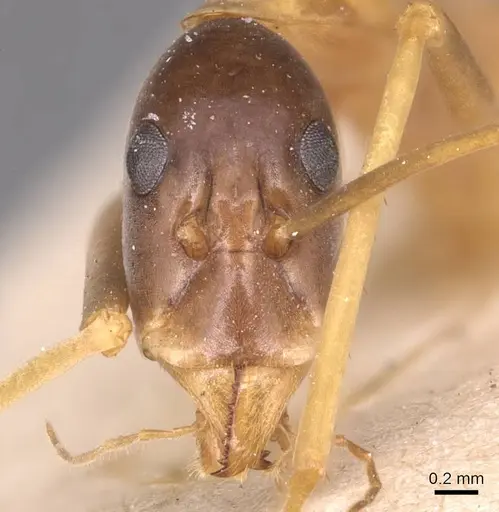 Leptomyrmex nigriceps - CASENT0127393