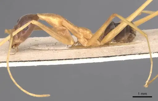 Leptomyrmex nigriceps - CASENT0127393