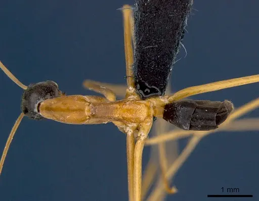 Leptomyrmex nigriceps - CSIRONC0197