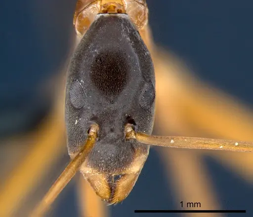 Leptomyrmex nigriceps - CSIRONC0197