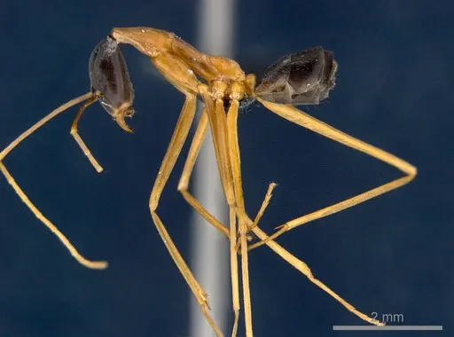 Leptomyrmex nigriceps - CSIRONC0197