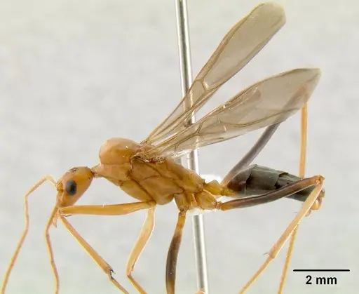 Leptomyrmex nigriventris specimen