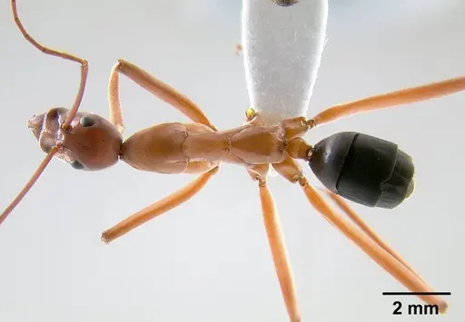 Leptomyrmex nigriventris - CASENT0012212