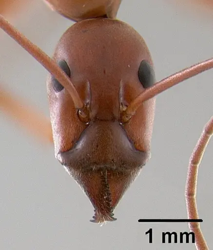 Leptomyrmex nigriventris - CASENT0012212