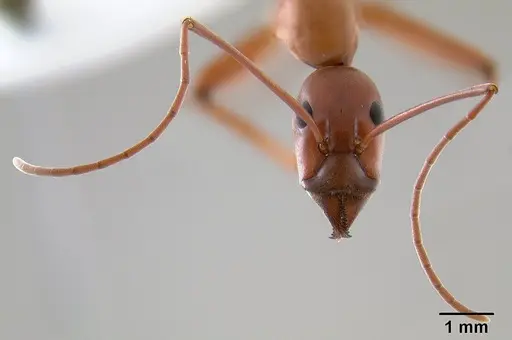 Leptomyrmex nigriventris - CASENT0012212