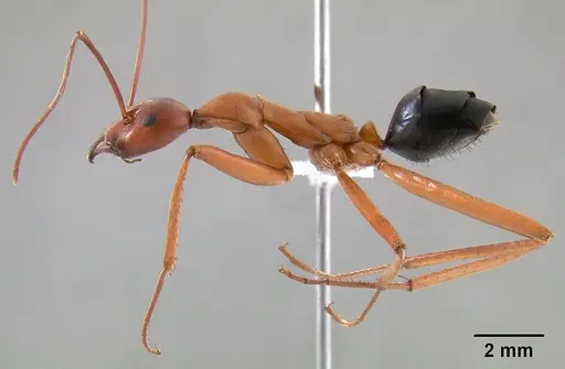Leptomyrmex nigriventris - CASENT0012212