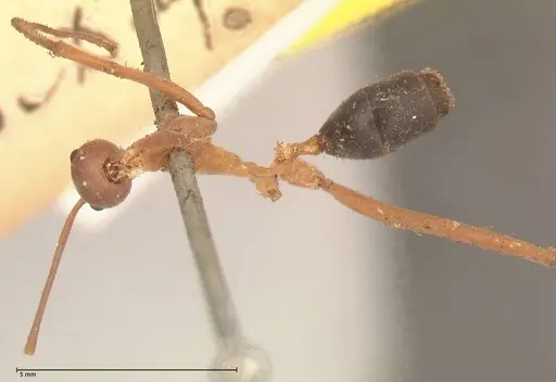 Leptomyrmex nigriventris - FOCOL0686