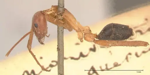 Leptomyrmex nigriventris - FOCOL0686