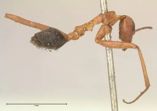 Leptomyrmex nigriventris - FOCOL0686