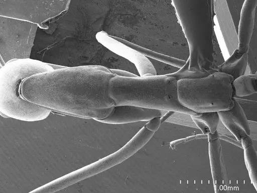 Leptomyrmex pallens specimen