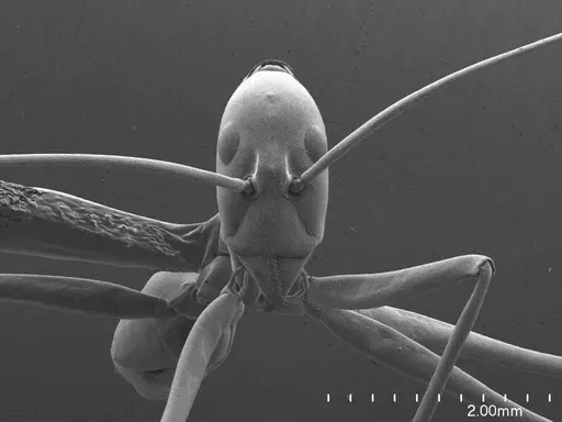 Leptomyrmex pallens specimen