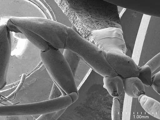 Leptomyrmex pallens specimen