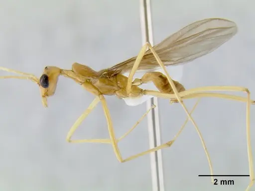 Leptomyrmex pallens - CASENT0012112