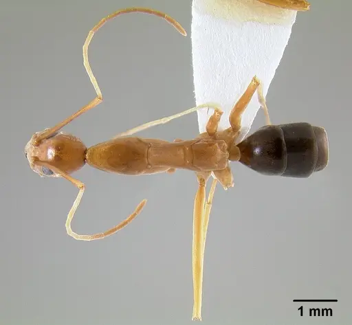 Leptomyrmex pallens - CASENT0127342