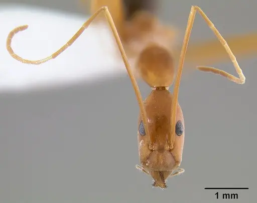 Leptomyrmex pallens - CASENT0127342