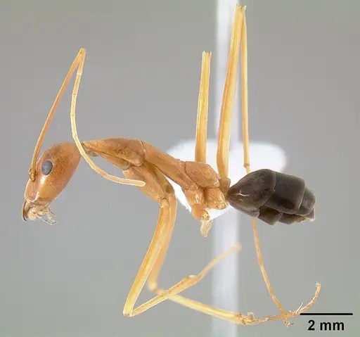 Leptomyrmex pallens - CASENT0127342