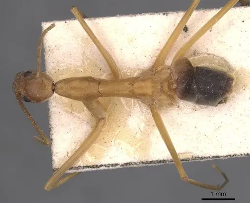 Leptomyrmex pallens - CASENT0127389