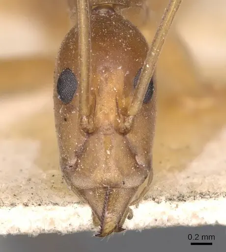 Leptomyrmex pallens - CASENT0127389