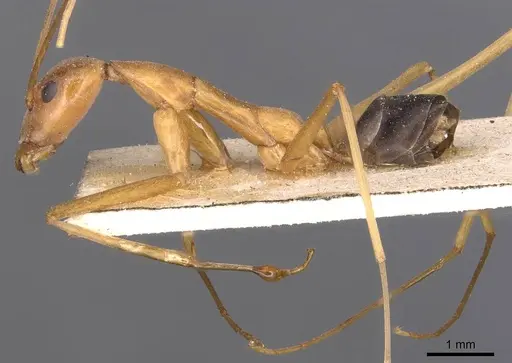 Leptomyrmex pallens - CASENT0127389