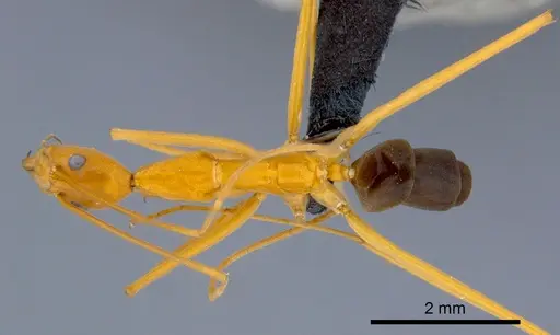 Leptomyrmex pallens - CSIRONC0196