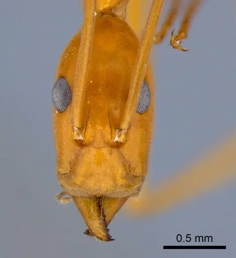 Leptomyrmex pallens - CSIRONC0196