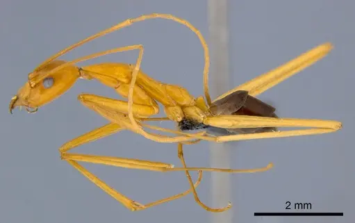 Leptomyrmex pallens - CSIRONC0196