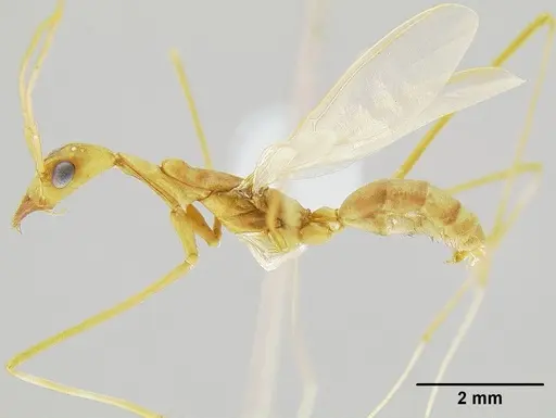 Leptomyrmex puberulus specimen